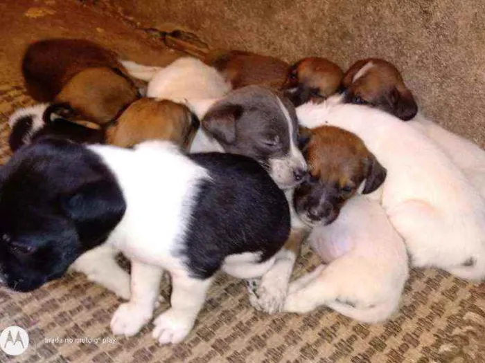 Cachorro ra a SRD idade Abaixo de 2 meses nome Filhotes