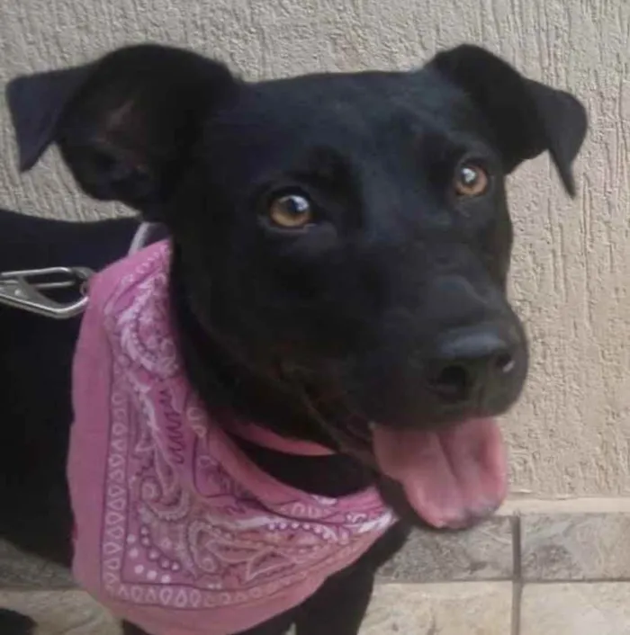 Cachorro ra a Mestiça de labrador  idade 2 a 6 meses nome Sophie 