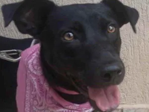 Cachorro raça Mestiça de labrador  idade 2 a 6 meses nome Sophie 