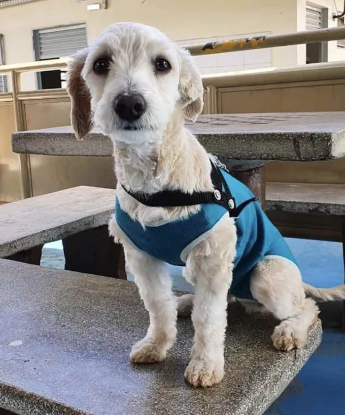 Cachorro ra a Mestiço  idade 2 a 6 meses nome Bob 