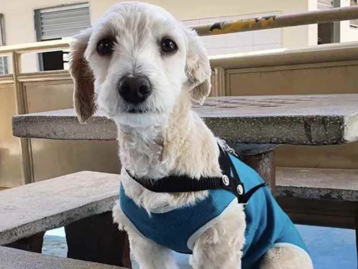 Cachorro ra a Mestiço  idade 2 a 6 meses nome Bob 