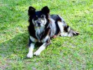 Cachorro raça SRD idade 3 anos nome Nina