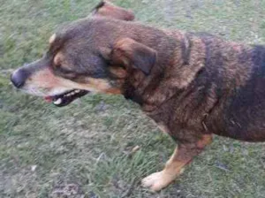 Cachorro raça SRD idade 3 anos nome Caramelo