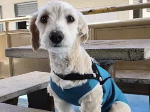 Cachorro raça Mestiço  idade 2 a 6 meses nome Bob 