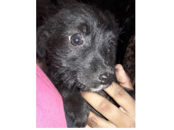 Cachorro ra a Mestiça  idade 2 a 6 meses nome Julie 