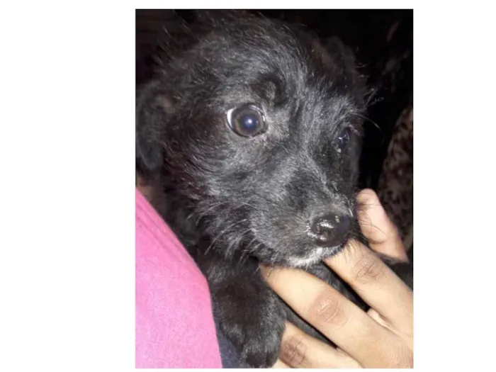 Cachorro ra a Mestiça  idade 2 a 6 meses nome Julie 