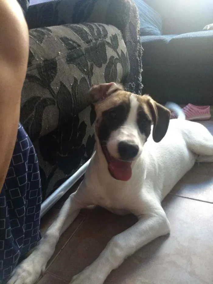 Cachorro ra a Sem raça definida.  idade 2 a 6 meses nome Sasuke