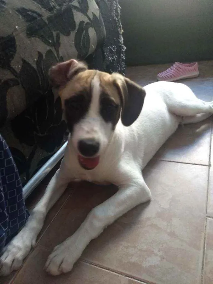 Cachorro ra a Sem raça definida.  idade 2 a 6 meses nome Sasuke