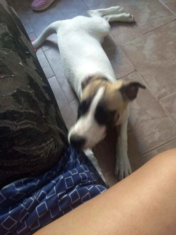Cachorro ra a Sem raça definida.  idade 2 a 6 meses nome Sasuke