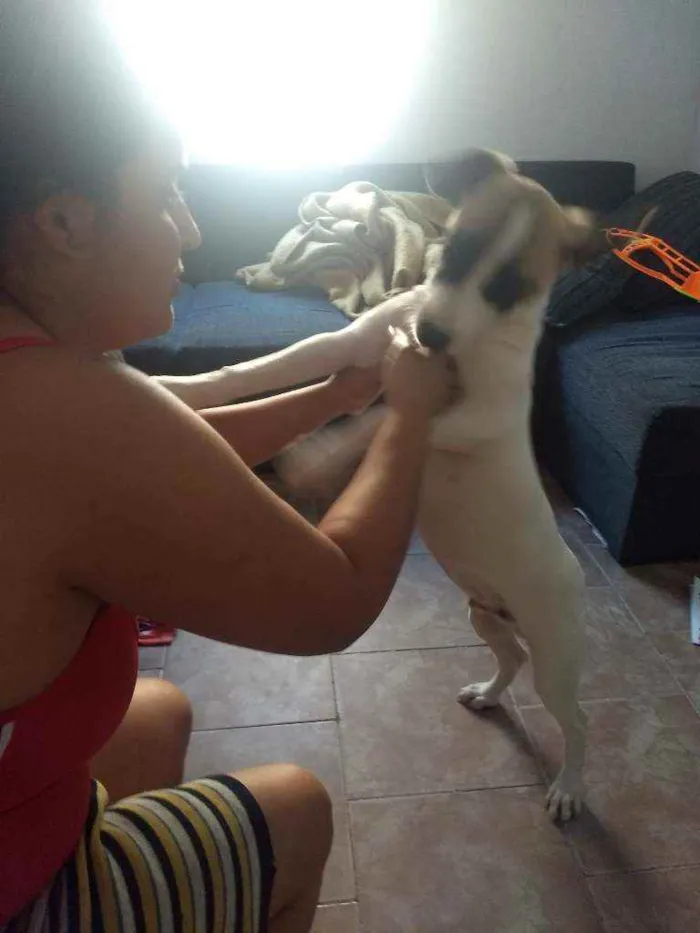 Cachorro ra a Sem raça definida.  idade 2 a 6 meses nome Sasuke