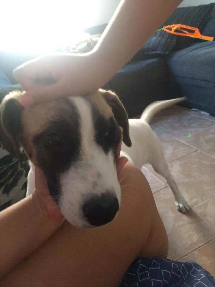 Cachorro ra a Sem raça definida.  idade 2 a 6 meses nome Sasuke
