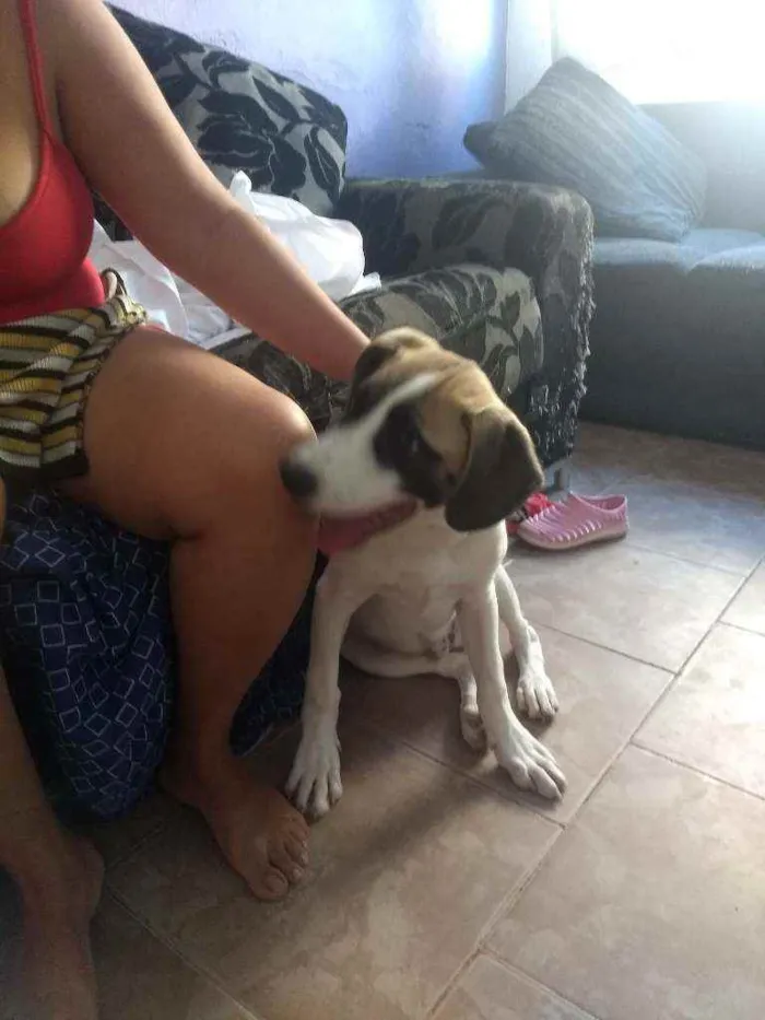 Cachorro ra a Sem raça definida.  idade 2 a 6 meses nome Sasuke