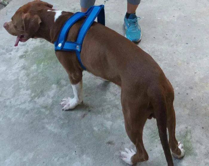 Cachorro ra a PitBull idade 2 anos nome Bello