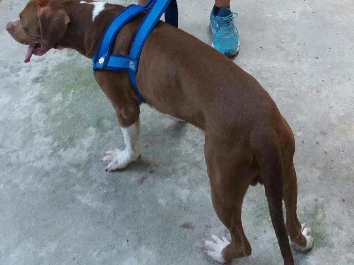 Cachorro ra a PitBull idade 2 anos nome Bello