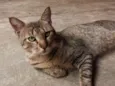 Tom