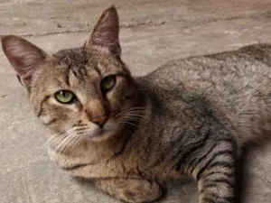 Gato raça  idade 5 anos nome Tom