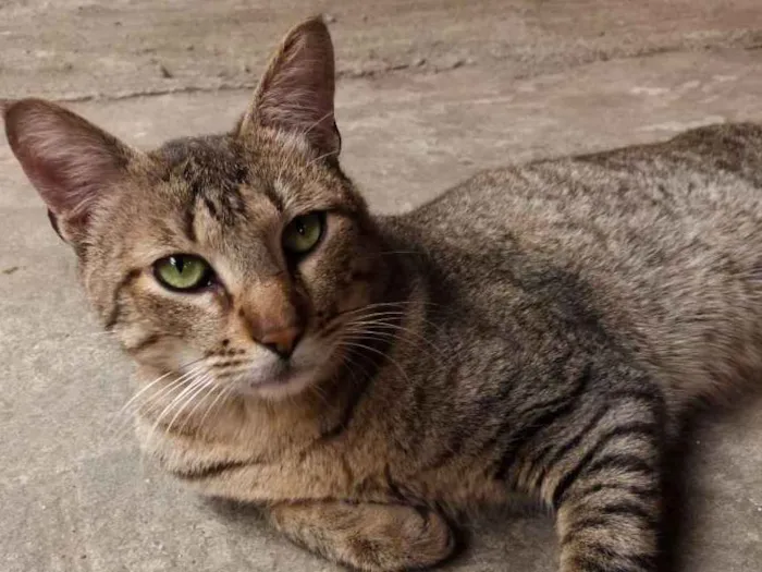 Gato ra a  idade 5 anos nome Tom