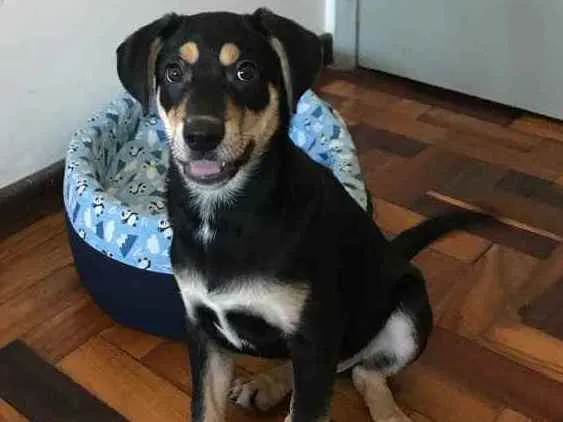 Cachorro ra a Vira Lata  idade 2 a 6 meses nome Caleb