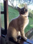 Simon