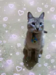 Simon