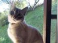 Simon