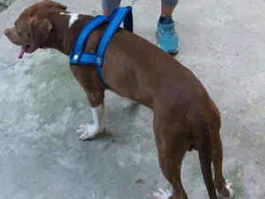 Cachorro raça PitBull idade 2 anos nome Bello