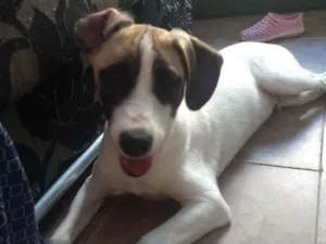 Cachorro raça Sem raça definida.  idade 2 a 6 meses nome Sasuke