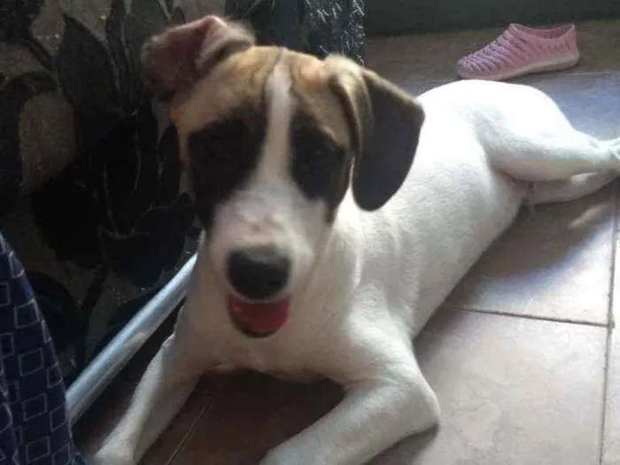 Cachorro ra a Sem raça definida.  idade 2 a 6 meses nome Sasuke