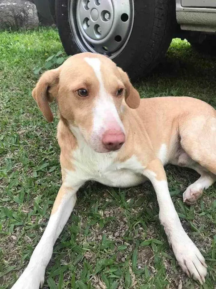 Cachorro ra a  idade 1 ano nome Branquinho 