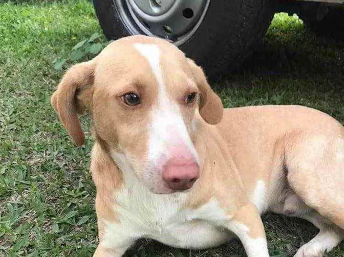 Cachorro ra a  idade 1 ano nome Branquinho 