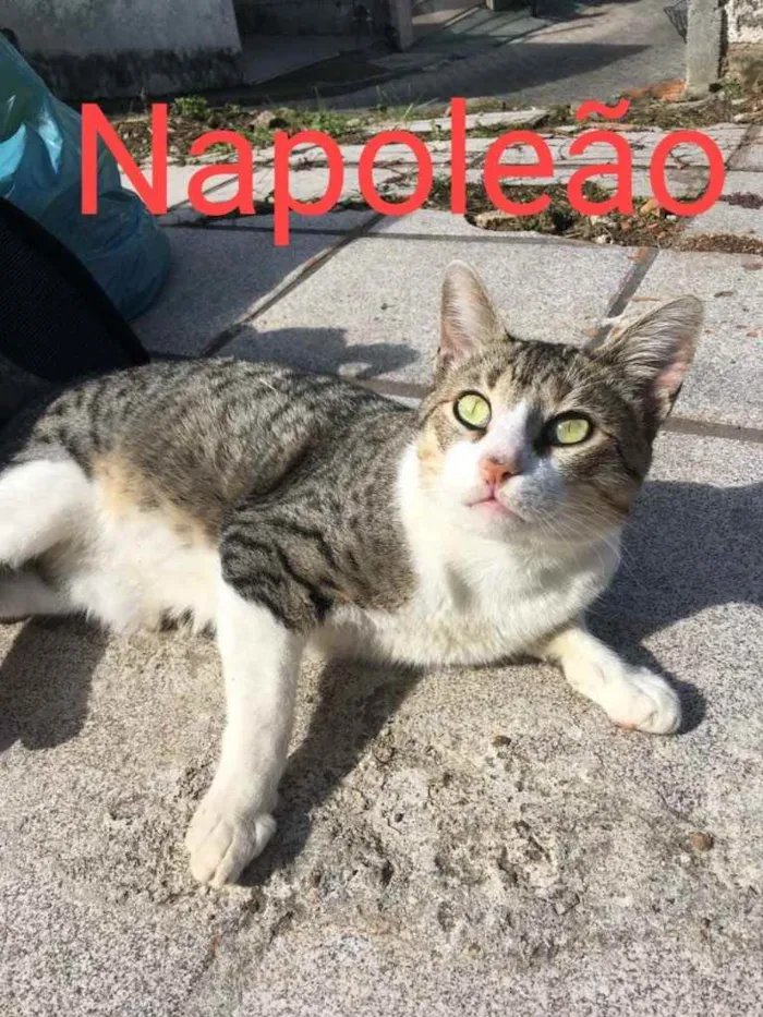 Gato ra a  idade 7 a 11 meses nome Napoleão 