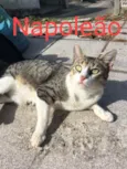 Napoleão
