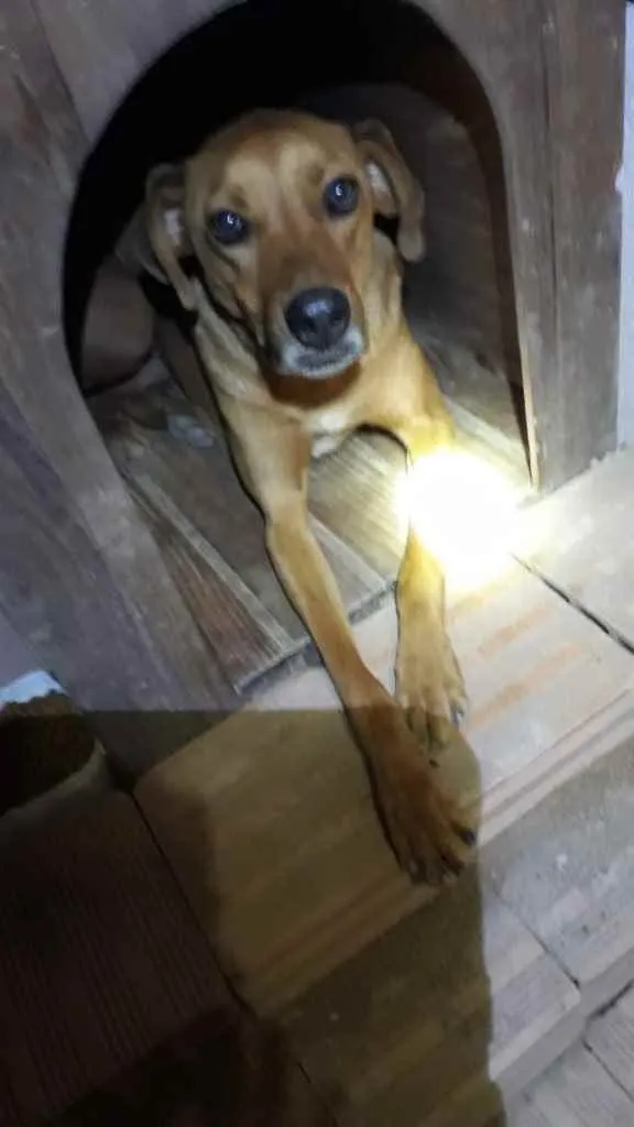 Cachorro ra a  idade 4 anos nome Não sei 