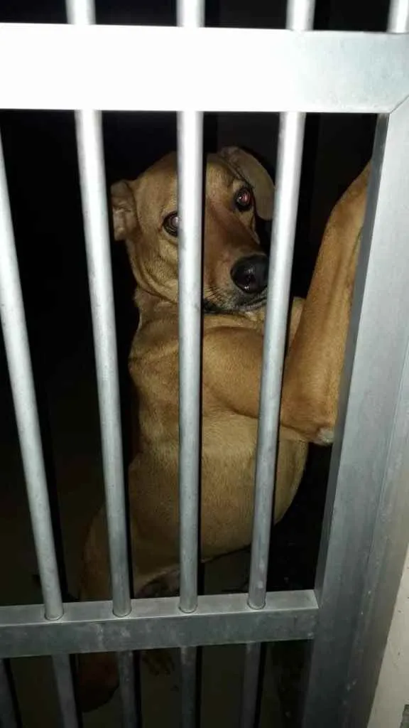 Cachorro ra a  idade 4 anos nome Não sei 