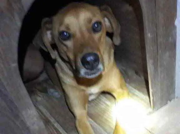 Cachorro ra a  idade 4 anos nome Não sei 