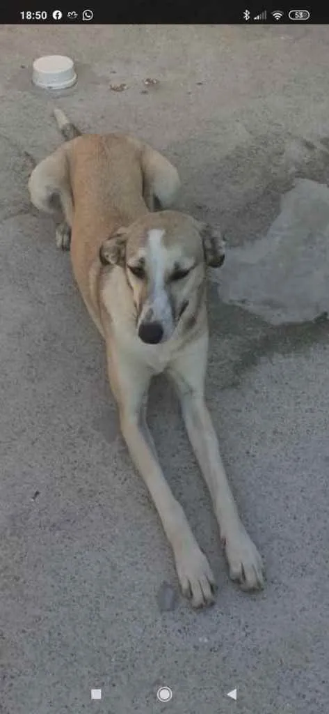 Cachorro ra a  idade 1 ano nome Não sei 