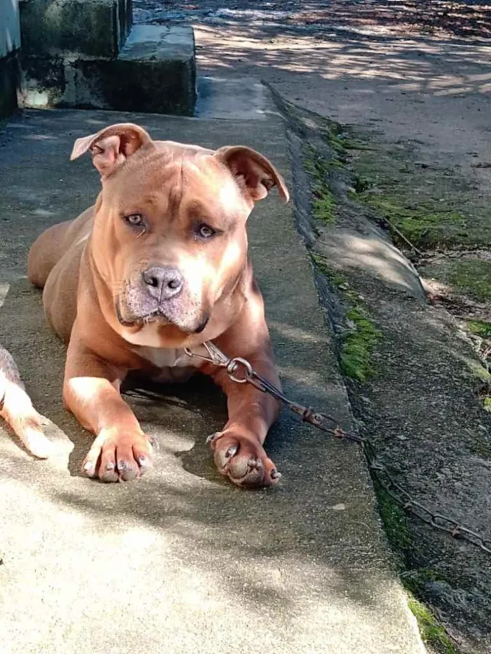 Cachorro ra a Pitbul  idade 7 a 11 meses nome SAN 