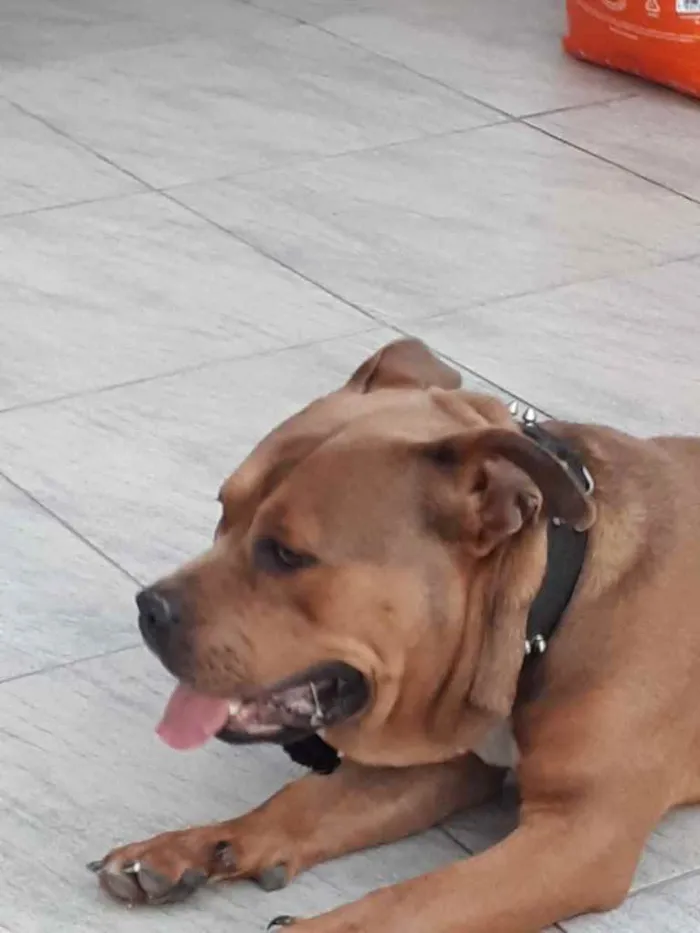 Cachorro ra a Pitbul  idade 7 a 11 meses nome SAN 