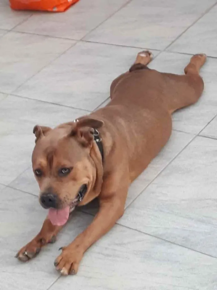 Cachorro ra a Pitbul  idade 7 a 11 meses nome SAN 