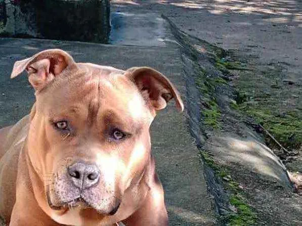 Cachorro ra a Pitbul  idade 7 a 11 meses nome SAN 