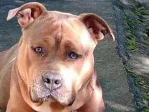 Cachorro raça Pitbul  idade 7 a 11 meses nome SAN 