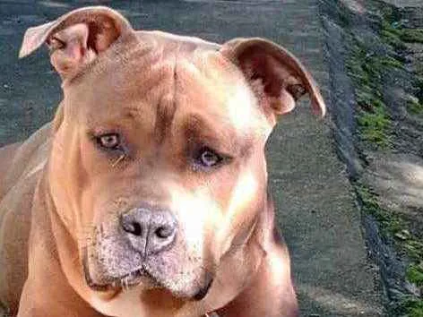 Cachorro ra a Pitbul  idade 7 a 11 meses nome SAN 