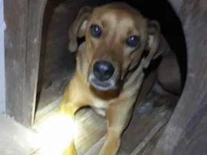 Cachorro raça  idade 4 anos nome Não sei 