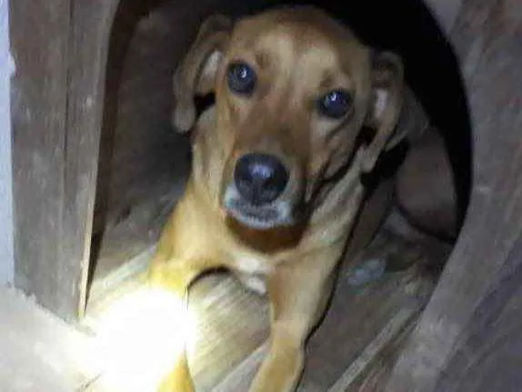 Cachorro ra a  idade 4 anos nome Não sei 