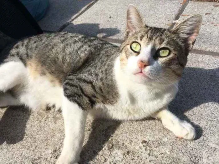 Gato ra a  idade 7 a 11 meses nome Napoleão 
