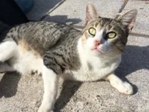 Gato raça  idade 7 a 11 meses nome Napoleão 