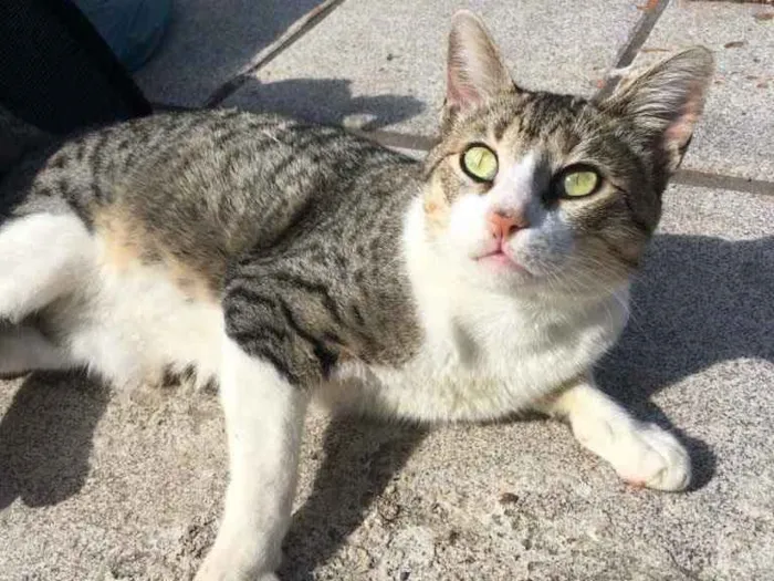 Gato ra a  idade 7 a 11 meses nome Napoleão 