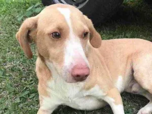 Cachorro raça  idade 1 ano nome Branquinho 