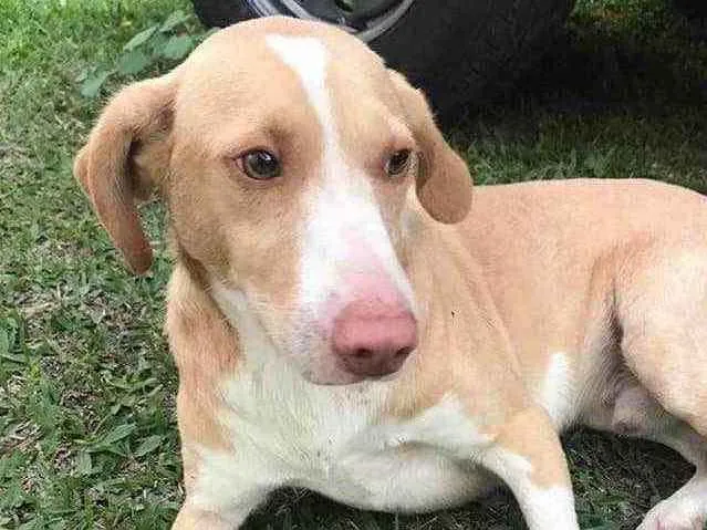Cachorro ra a  idade 1 ano nome Branquinho 