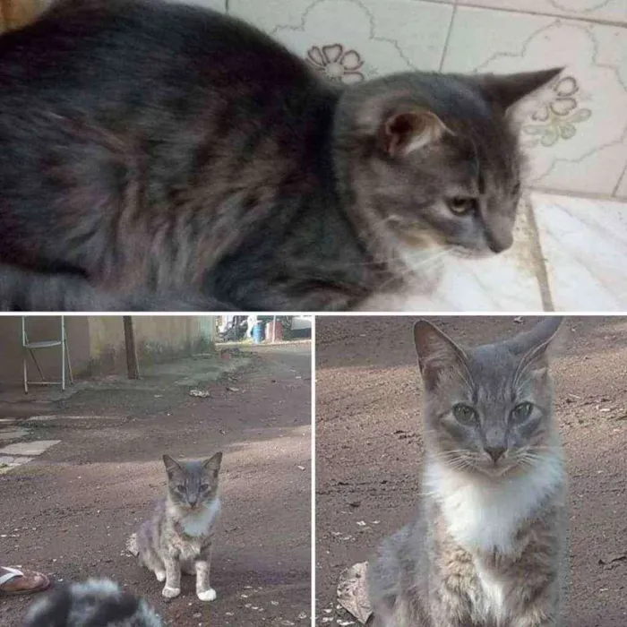 Gato ra a Srd idade 1 ano nome Bento